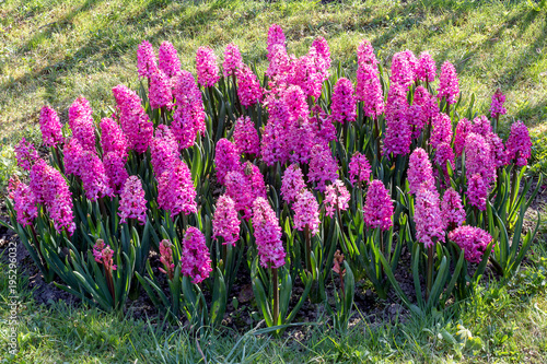 Pink hyacinth flowers blooming at springtime.