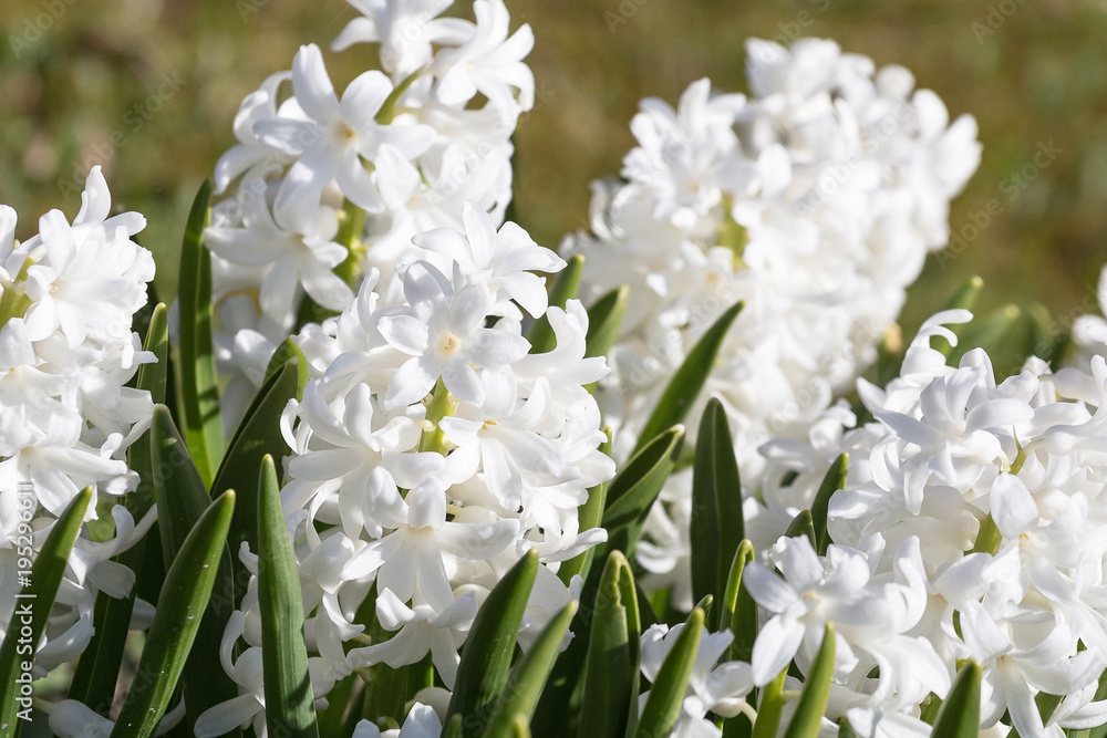 Pastel hyacinth flowers blooming at springtime. Pastel hyacinth flowers blooming at springtime.