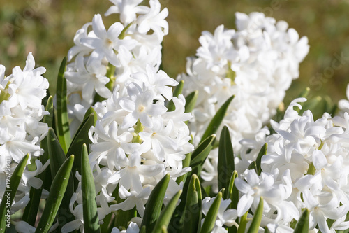 Fototapeta Naklejka Na Ścianę i Meble -  Pastel hyacinth flowers blooming at springtime.