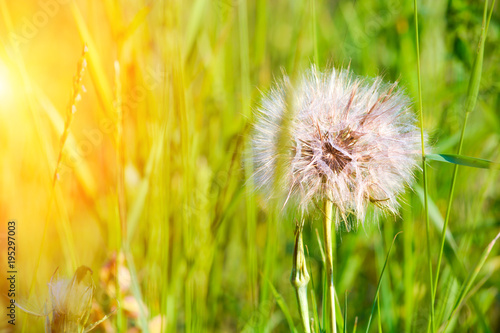 Fototapeta Naklejka Na Ścianę i Meble -  A large dandelion in the green grass. Vegetation. Weeds. Space for text. Sun glare.