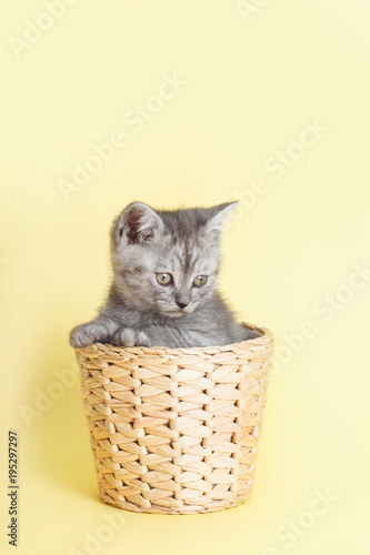 gray furry British small cat on yellow background in wicker basket © oxanakhov