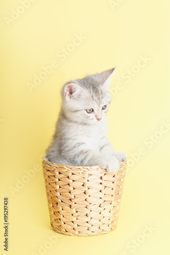 Beautiful striped fluffy kitten sitting in a wicker basket on yellow background