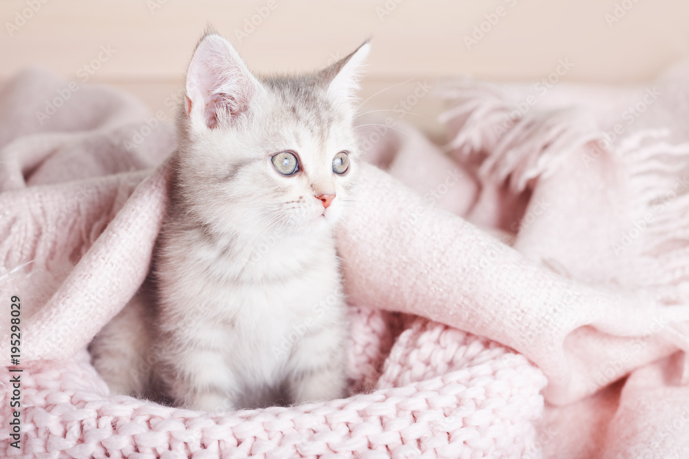 playful gray striped kitten sits on knitted pink blanket