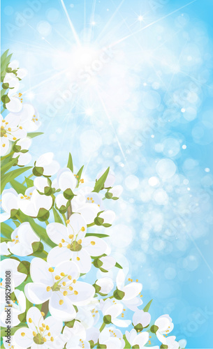 Vector blossoming branches of apple  tree, spring background. © rvika