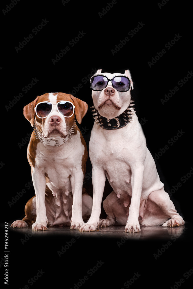 American Pit Bull Terrier and Staffordshire terrier with sunglasses sitting in front of black background - obrazy, fototapety, plakaty 