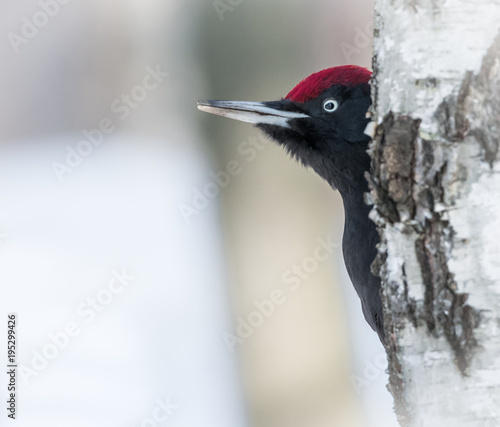 Black woodpecker photo