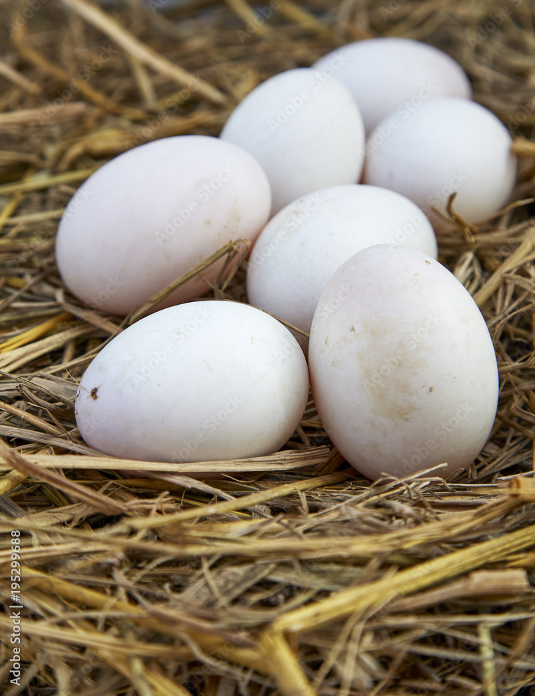 easter background, white chicken eggs easter background, white chicken eggs