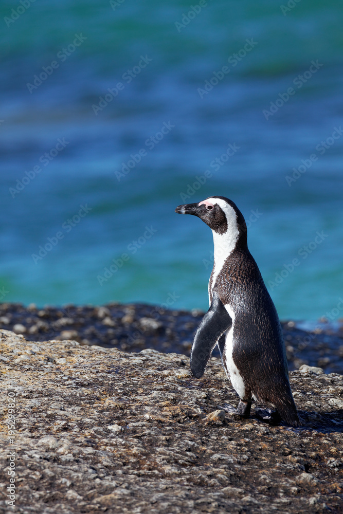 Naklejka premium Brillenpinguin
