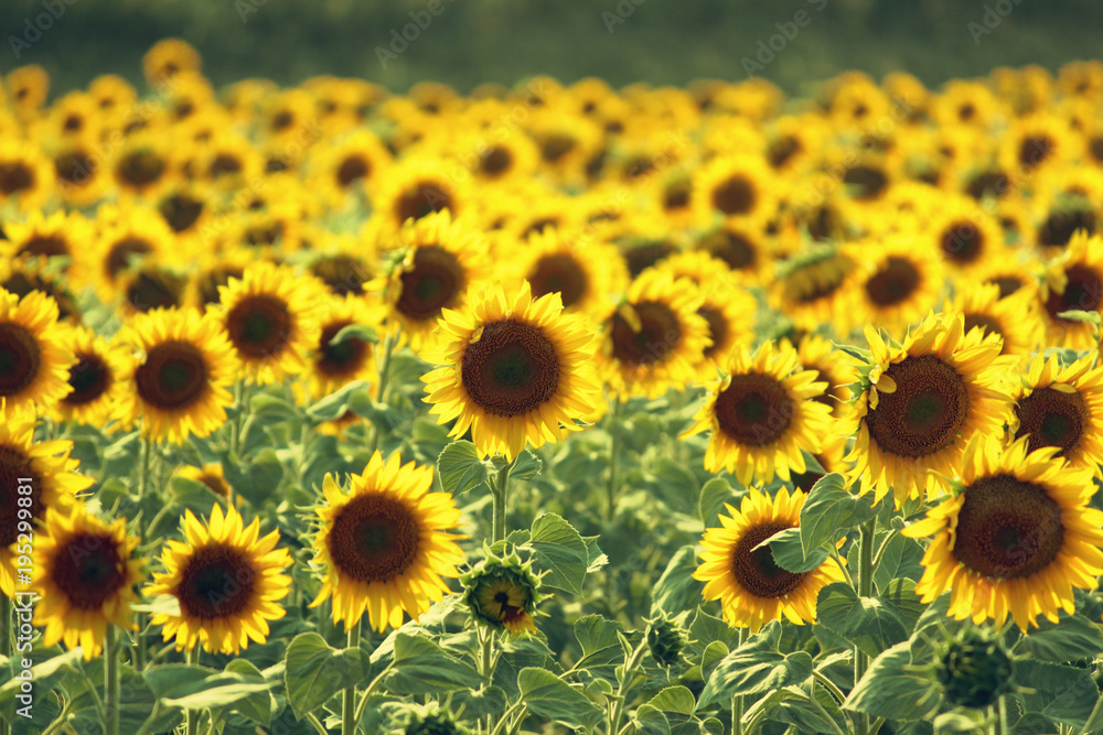 Yellow sunflowers growing on field, selective focus. Yellow sunflowers growing on field, selective focus.