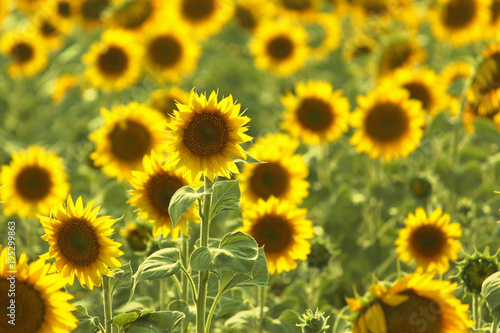 Fototapeta Naklejka Na Ścianę i Meble -  Yellow sunflowers growing on field in summer, selective focus.