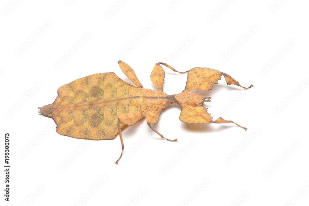 Fototapeta premium Leaf Insect on White Background.