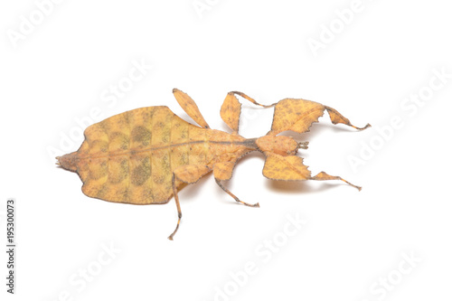 Leaf Insect on White Background.