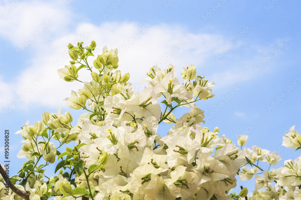white bougainvillea flower nature background white bougainvillea flower nature background