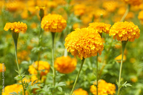 Beautiful Marigold flowers