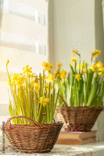 Fototapeta Naklejka Na Ścianę i Meble -  Morning sunlight on the daffodils. Bloom yellow daffodils on the windowsill in baskets, close up.