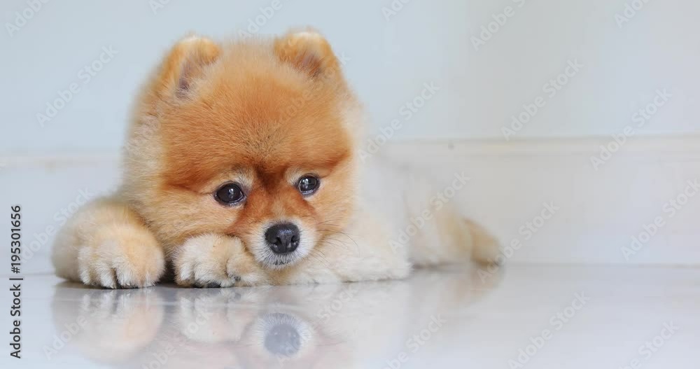 pomeranian dog cute pets laying down miss owner pomeranian dog cute pets laying down miss owner
