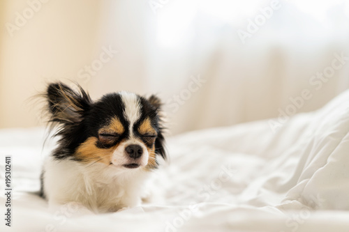 Small cute sleepy chihuahua dog is sleeping or napping on bed in bedroom in morning with light form window. Tried puppy sleep rest and relax on comfortable cozy in lazy weekend. © ChayTee