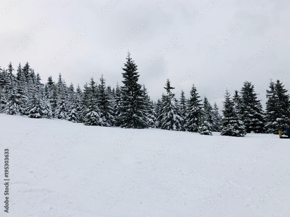 Schneelandschaft mit Nadelbäumen im Harz