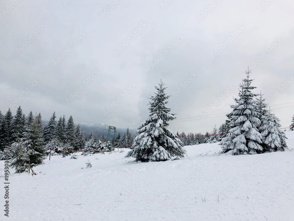 Schneelandschaft mit Nadelbäumen im Harz Schneelandschaft mit Nadelbäumen im Harz