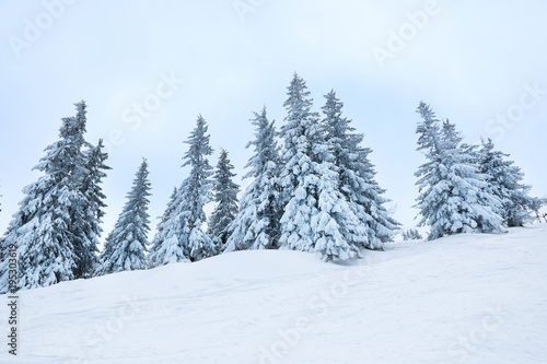 Beautiful fir trees covered with snow on winter day © Africa Studio