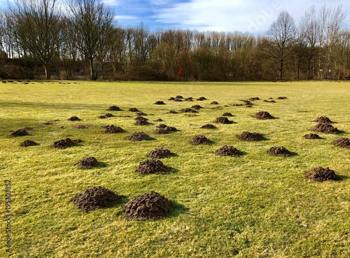 Viele Maulwurfshügel auf einem Sportplatz