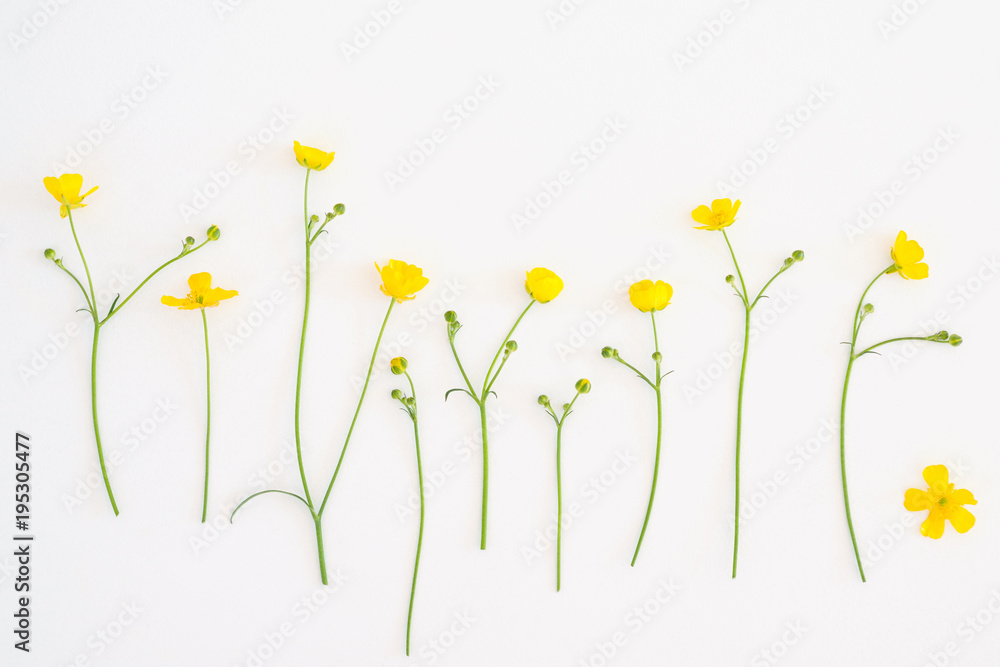 Pattern of flowers Ficaria verna on a white background