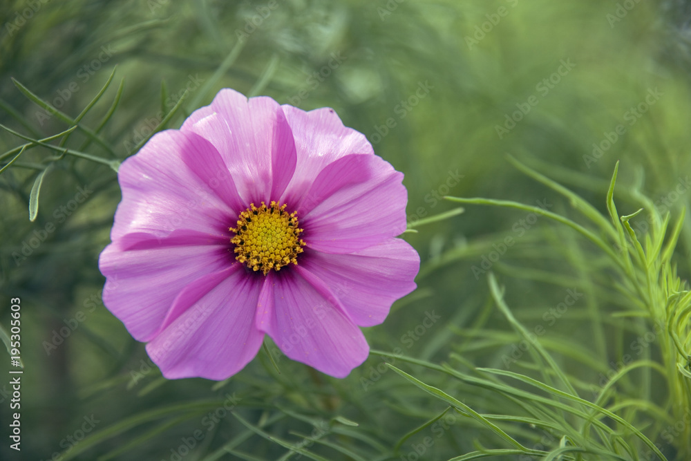 Fototapeta premium A single mauve cosmos flower