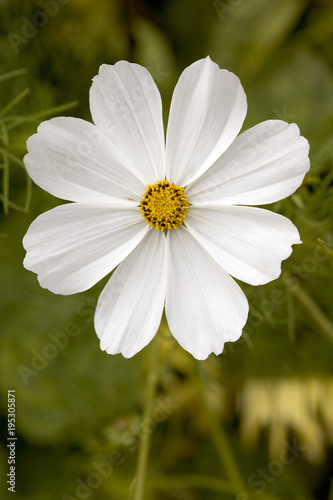 A single white cosmos flower