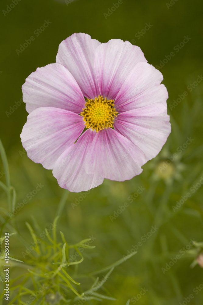 Fototapeta premium A single pink cosmos flower