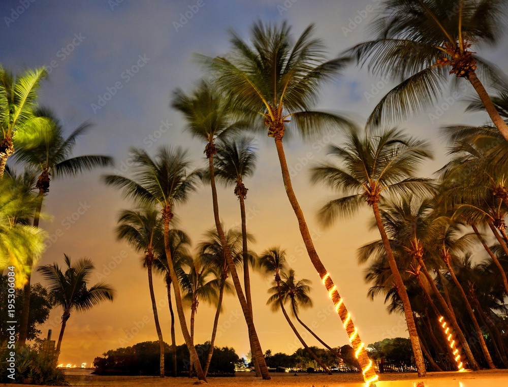Palmen in Singapur am Strand