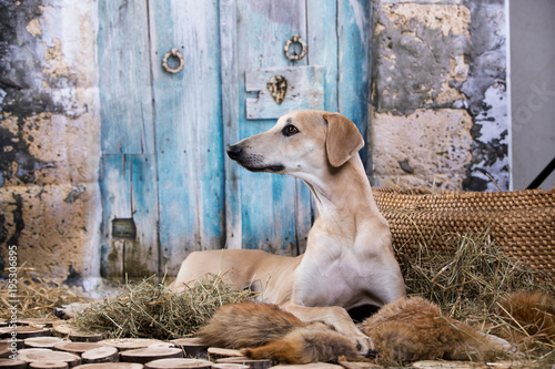 dog sloughi , Arabian Greyhound © liliya kulianionak