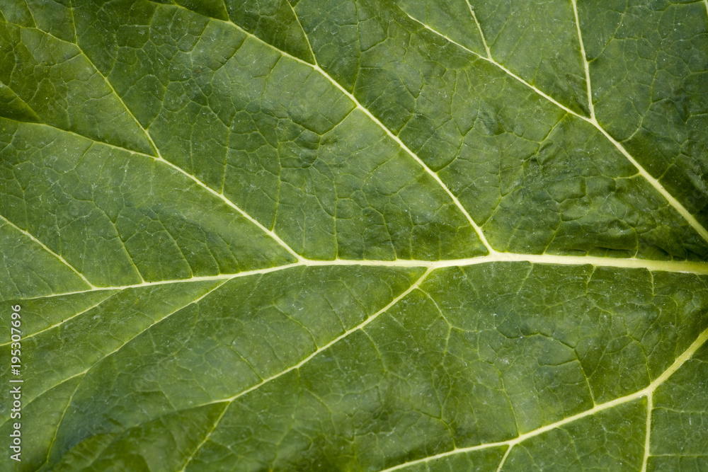 Obraz premium Rhubarb leaf full frame background