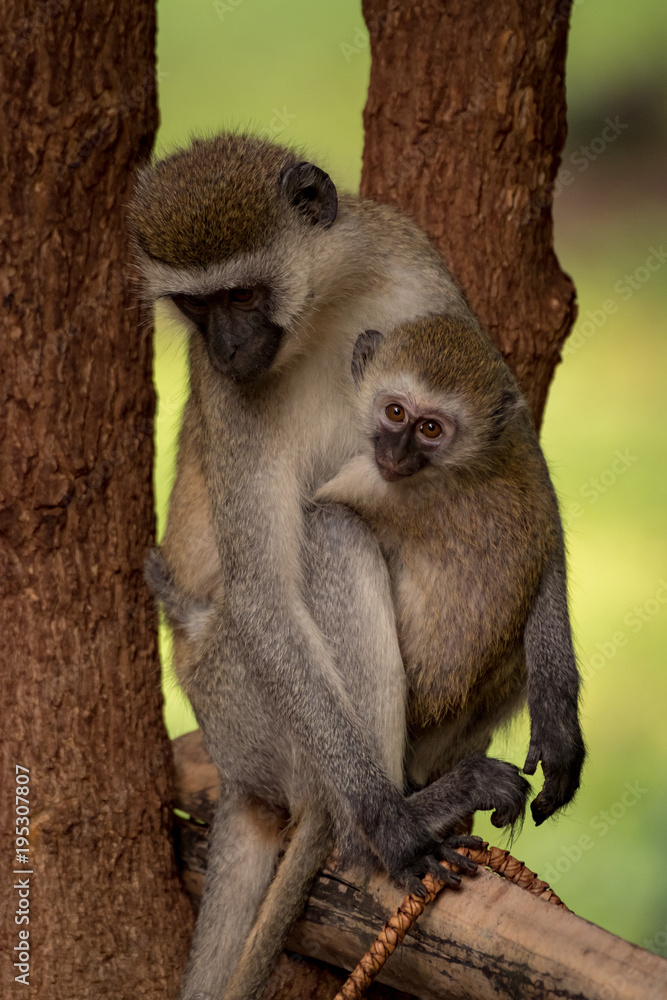 Obraz premium Baby vervet monkey and mother on pole