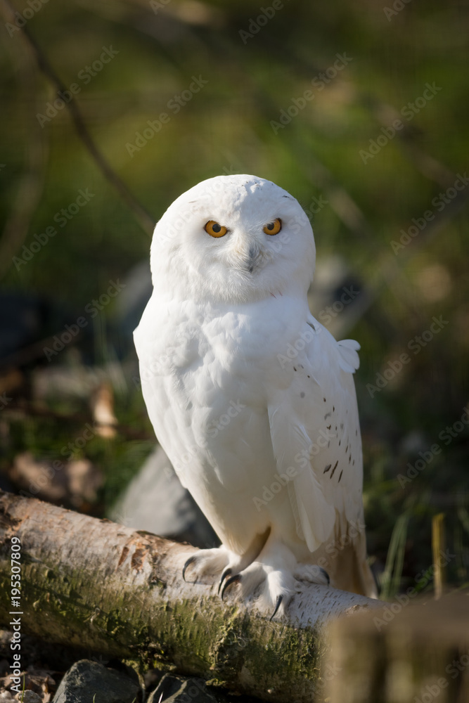 Obraz premium Snowy Owl Bird
