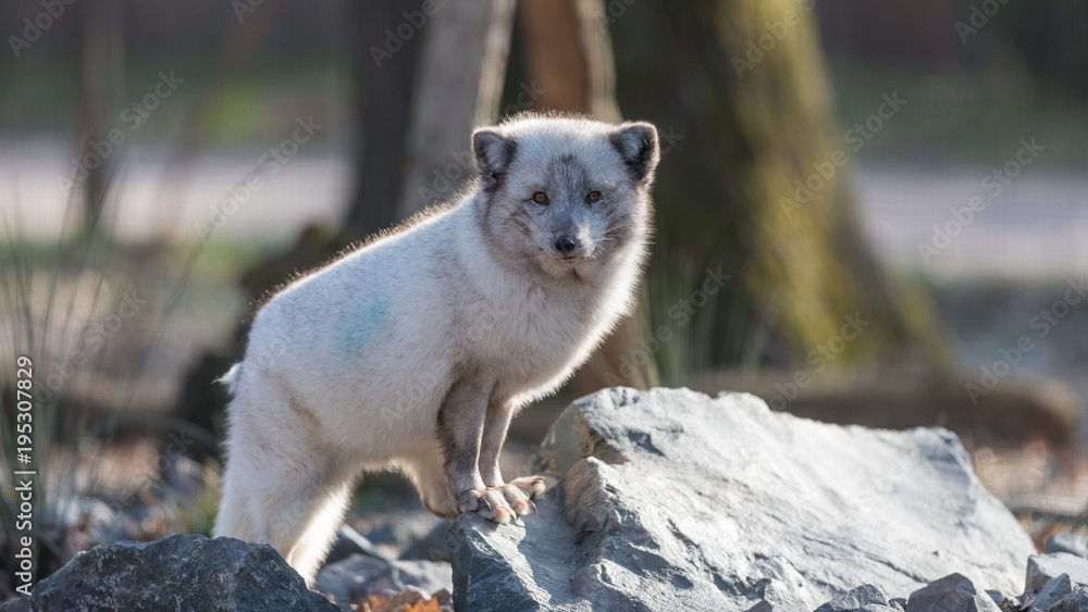Polar Fox Animal