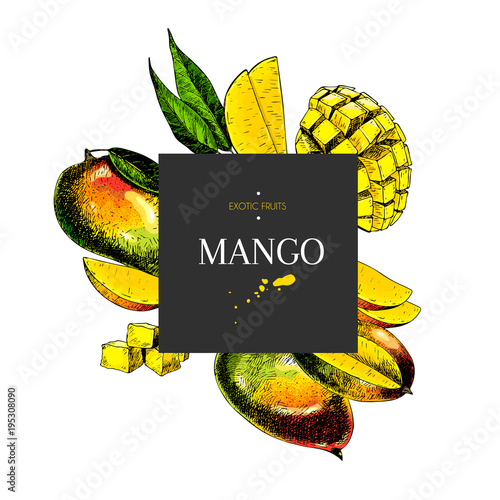 Hand drawn mango whole, sliced, cube with leaves in design template. Colored engraved illustration. Square stylish frame composition. Restaurant menu, flyer, banner, poster, exotic fruit summer party