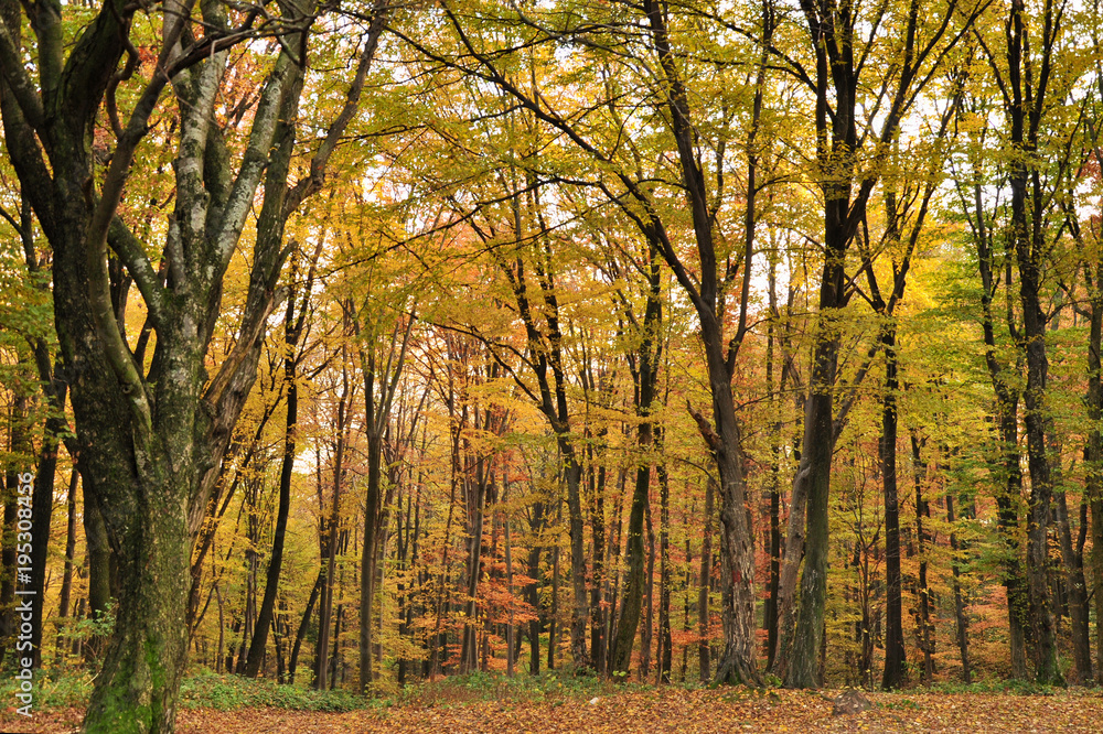 autumn forest, all the foliage is painted with golden color.