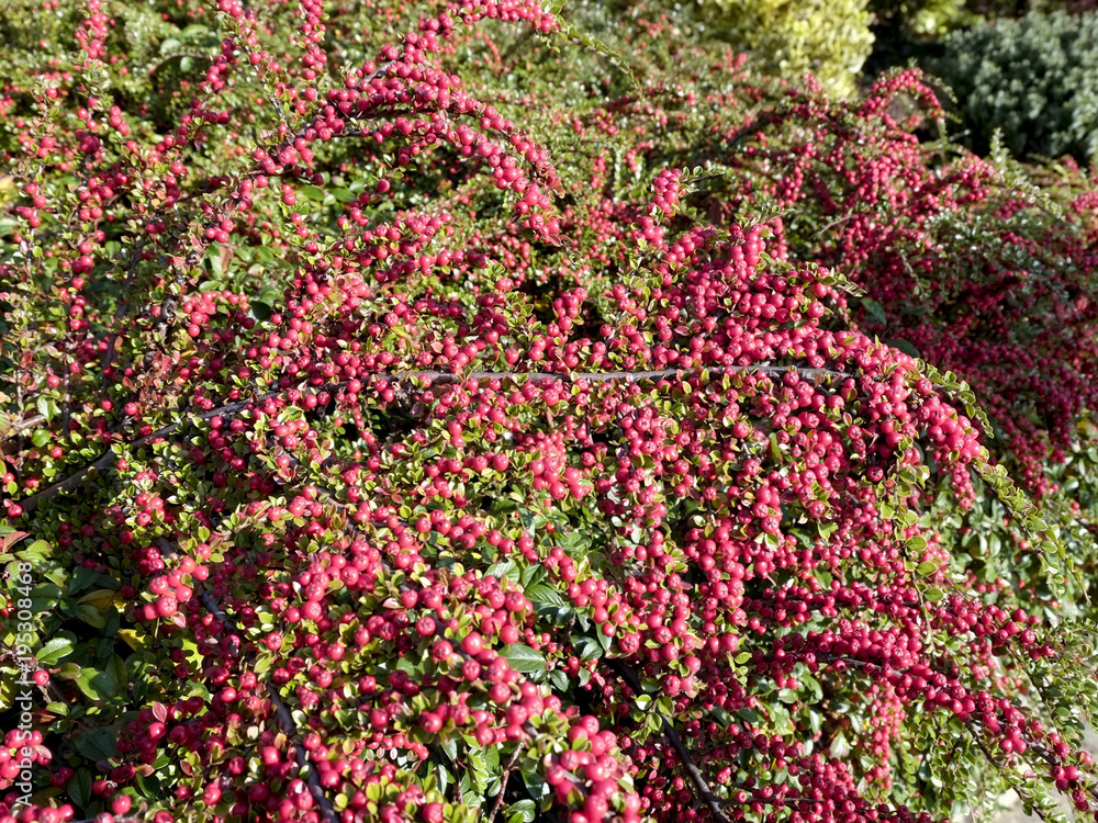 Decorative red Cotoneaster berries in autumn sunshine