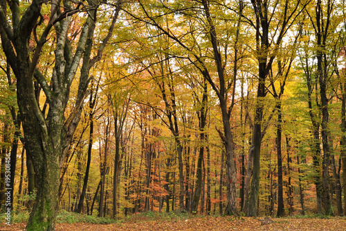 autumn forest  all the foliage is painted with golden color.