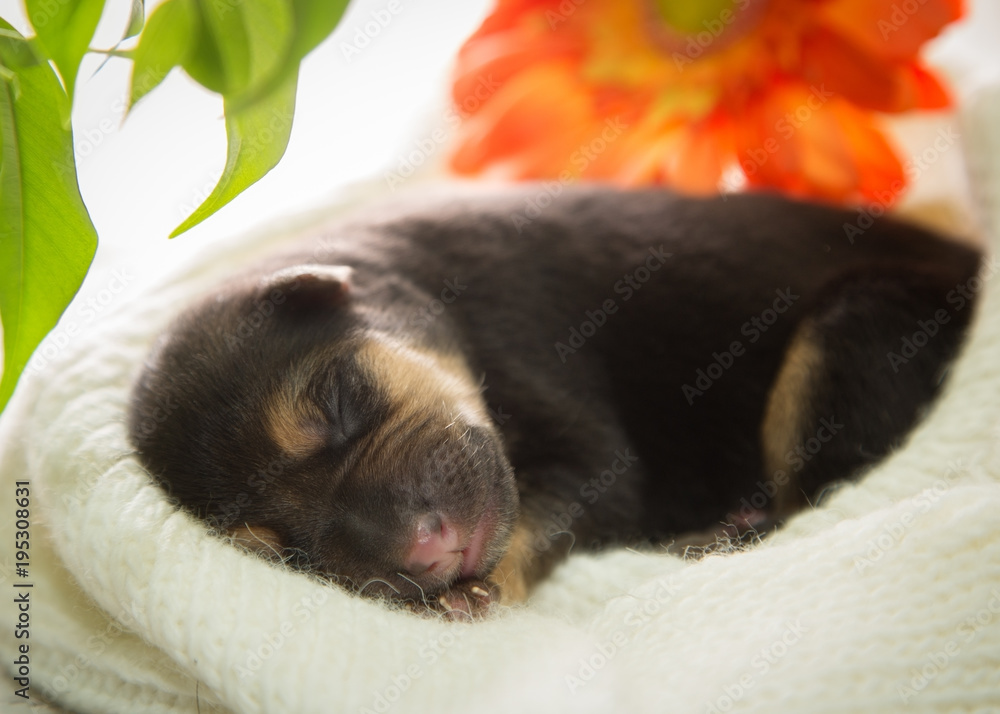 Newborn puppy is sleeping on a knitted scarf Newborn puppy is sleeping on a knitted scarf