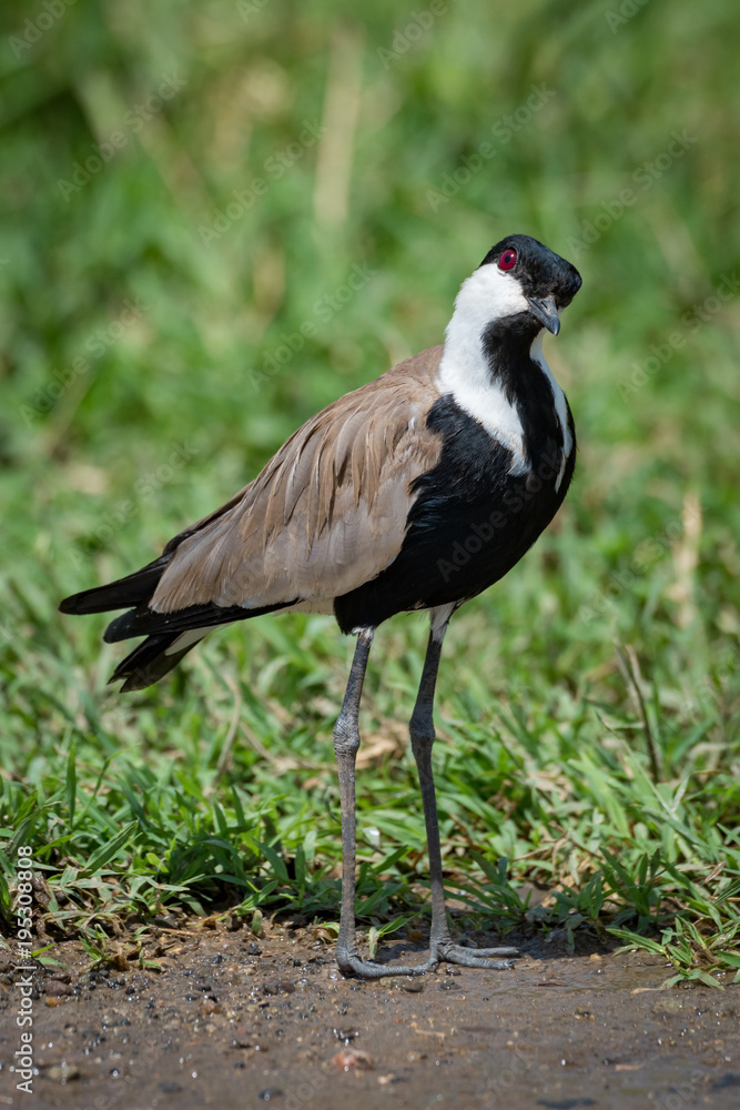 Fototapeta premium Blacksmith plover with head cocked beside grass