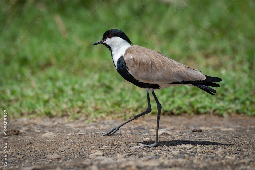 Blacksmith plover walks across track lifting foot Blacksmith plover walks across track lifting foot