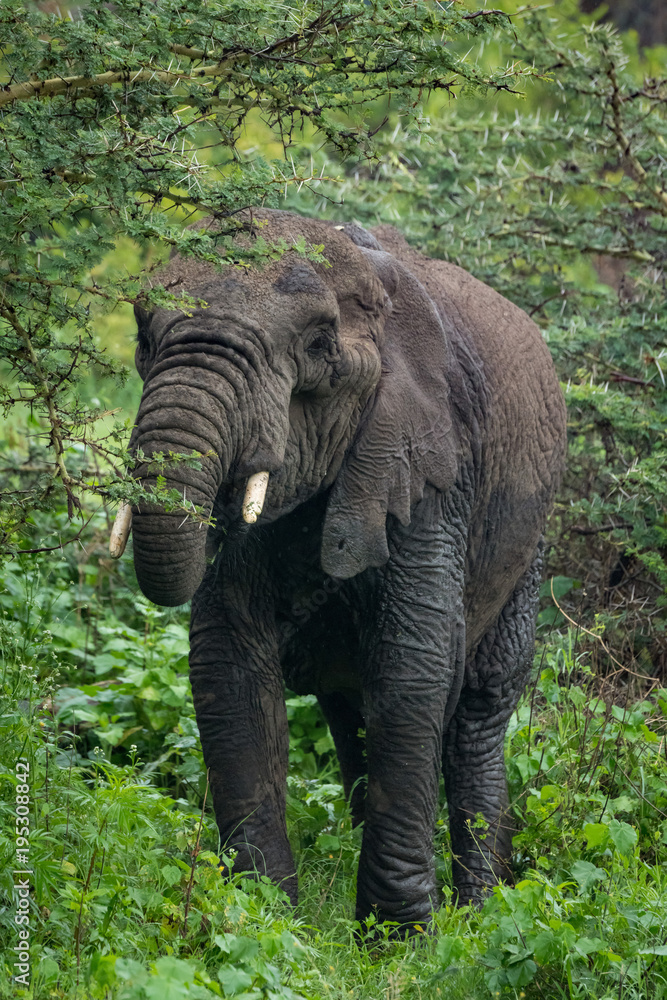 African elephant feeding on acacia using trunk