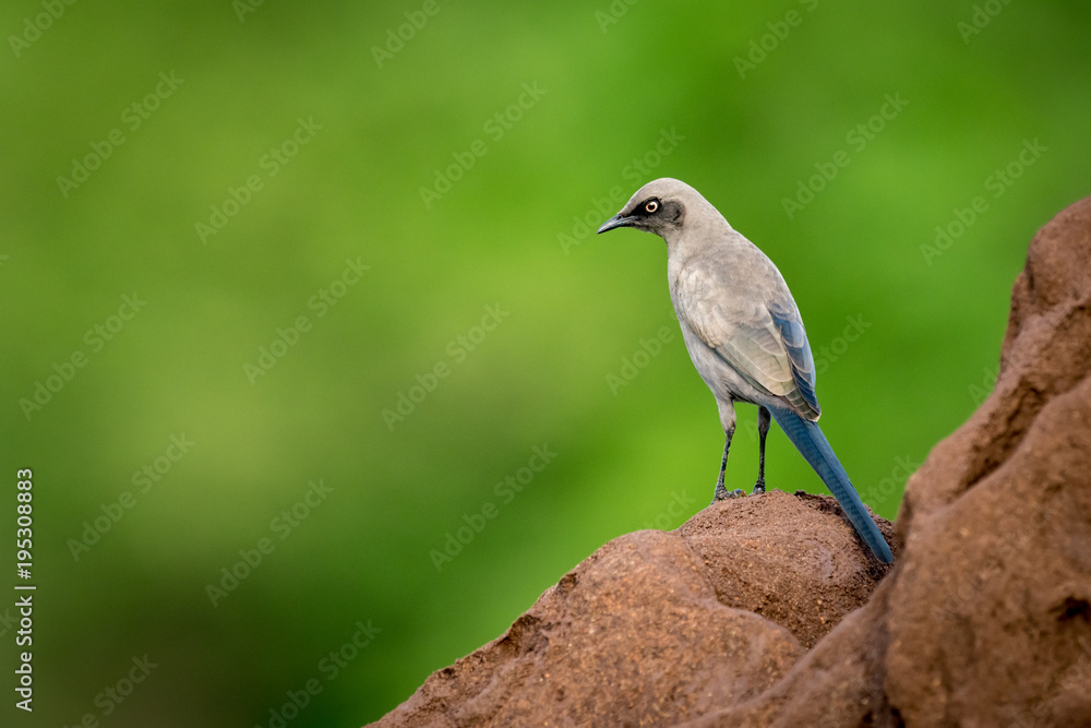 Ashy starling on side of termite mound Ashy starling on side of termite mound