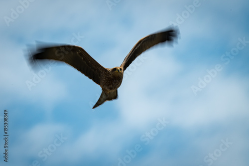 Black kite flying overhead with blurred wingtips