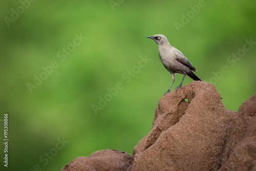 Ashy starling standing on red termite mound