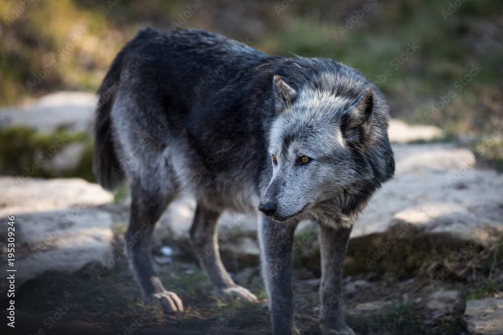 Obraz premium Black Wolf Animal