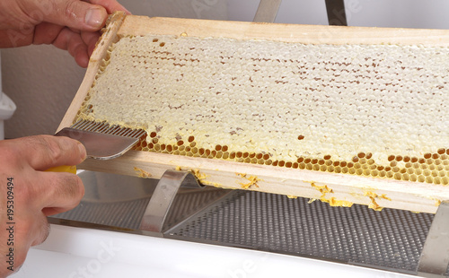 Entdeckeln einer Honigwabe auf Entdeckelungsgeschirr