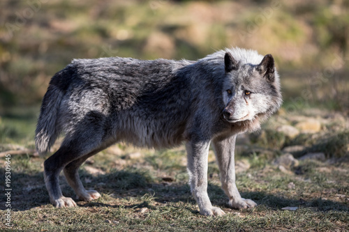 Black Wolf Animal