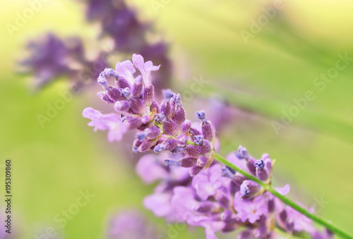 close on flower of lavenderon green background